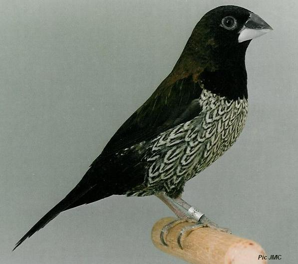 Gallery of Bengalese Finch Pictures