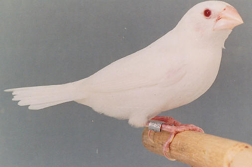 Gallery of Bengalese Finch Pictures