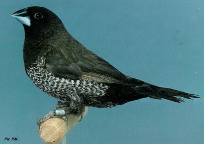 The Grey Bengalese Finch