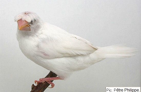 Crested shop bengalese finches