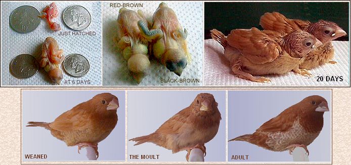 Development of Bengalese Finch youngsters